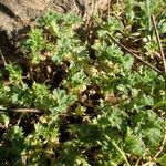 Alchemilla arvensis Pokrój