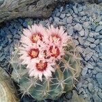 Echinocactus texensis 葉