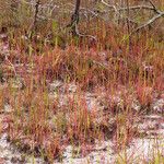 Drosera filiformis Συνήθη χαρακτηριστικά