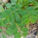 Phyllanthus tenellus Leaf