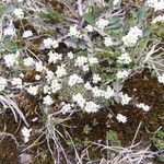 Cerastium arvense Flor