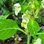 Galeopsis speciosaFlower