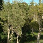 Melaleuca leucadendra Habitat