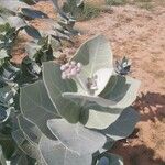 Calotropis procera 叶