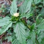 Malvastrum coromandelianum Leaf