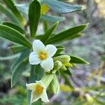 Daphne gnidium Kvet
