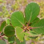 Pancheria communis Leaf