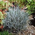 Festuca amethystina Hábito