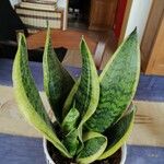 Sansevieria trifasciata Liść