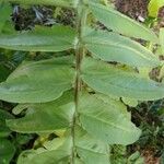 Kalanchoe prolifera Folio