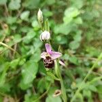 Ophrys fuciflora Blodyn