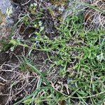 Sideritis hyssopifolia Hoja