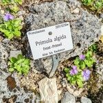 Primula algida Ostatní