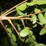 Mosquitoxylum jamaicense چھال