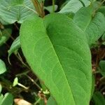 Persicaria orientalis Blatt