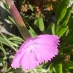 Dianthus sylvestris Õis