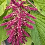 Amaranthus caudatus 花