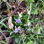 Viola × bavarica Vekstform