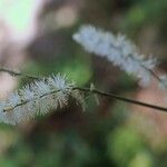 Actaea biternata Flower