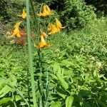 Lilium canadense Habit