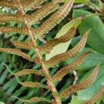 Polystichum acrostichoides പുഷ്പം