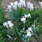 Iris albicans Floare