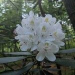 Rhododendron maximumFlor