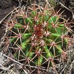 Melocactus intortus Leaf