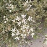 Echinophora spinosa Цветок