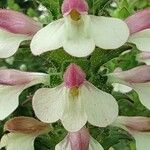 Bellardia trixago Virág