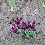 Iris reticulata 花