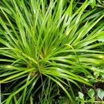 Pandanus pygmaeus Hoja