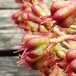 Tetradium daniellii Frucht