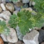 Lamium amplexicauleLeaf