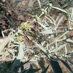 Buddleja sessiliflora Кветка