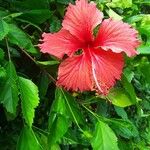 Hibiscus schizopetalus Virág