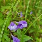 Scutellaria galericulataКветка