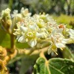 Commersonia bartramia Flower