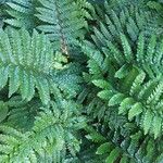 Polystichum luctuosum Feuille