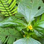 Synedrella nodiflora Blatt