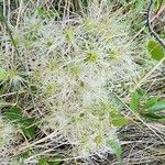 Clematis ligusticifolia Fruto