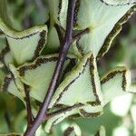 Hemionitis calomelanos Frukto