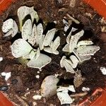 Kalanchoe rhombopilosa Lehti