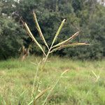 Dichanthium aristatum Flors