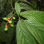 Ocotea atirrensis Hoja