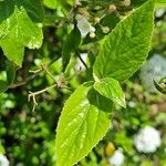 Viburnum carlesii Leaf