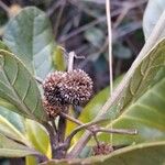 Breonia havilandiana Flor
