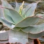 Aloe imalotensis Лист