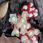 Cytinus ruber Flower