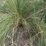 Eragrostis curvula Агульны выгляд